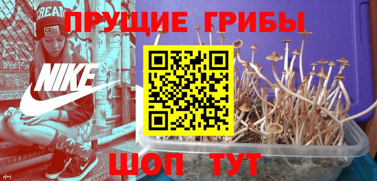 Заречный  Псилоцибиновые грибы Psilocybe  Вход с VPN 